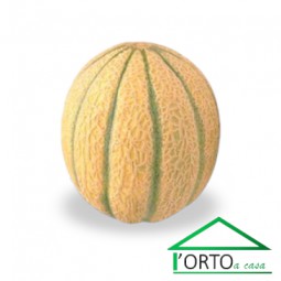 Melone Retato - 2