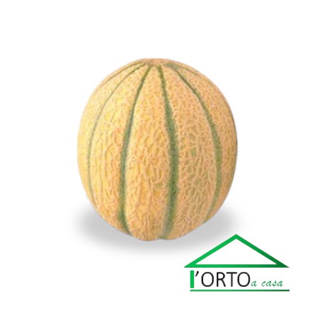 Melone Retato - 2